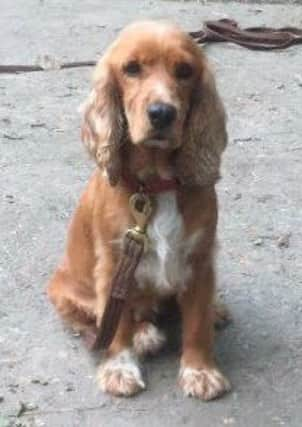 Ruby, lost dog SUS-160128-090557001