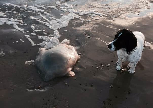 Carolyn Hobbs finds jelly fish on Littlehampton beach SUS-160129-152733001