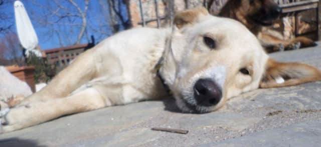 Dylan the dog rescued from Turkey by an Eastbourne woman