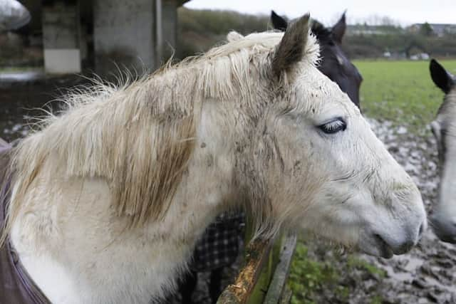 A woman has been arrested after six horses had their tails and manes cut off. Photo by Eddie Mitchell 07515 382675 SUS-160131-142058001