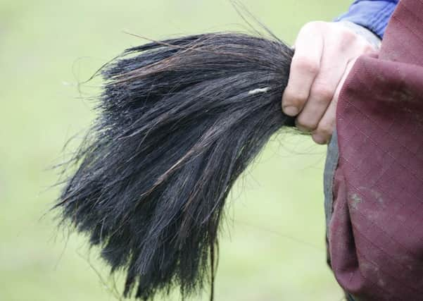 A woman has been arrested after six horses had their tails and manes cut off. Photo by Eddie Mitchell 07515 382675 SUS-160131-142203001