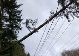 Tree bought down by Storm Katie in Fernhurst. Photo contributed by Southern Electric