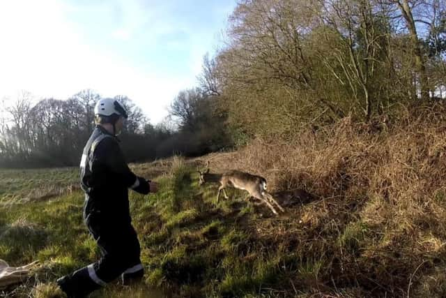 WRAS Dallington deer rescue SUS-160329-103911001