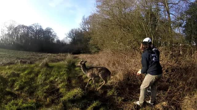 WRAS Dallington deer rescue SUS-160329-103837001