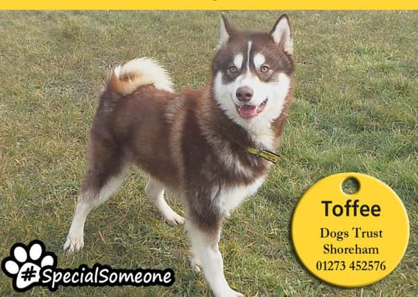 Toffee is a one-year-old male husky at Dogs Trust Shroeham