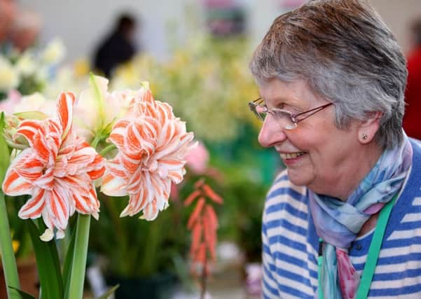 DM1619137a Press officer Anne Locke admires the Best in Show winner at Worthing Horticultural Societys Spring Show on Saturday