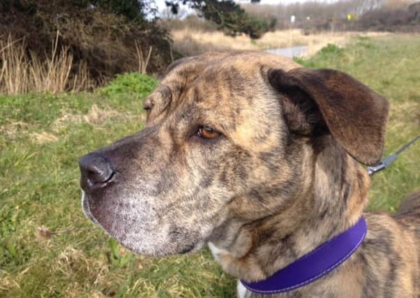 Clymping Dog Sanctuary is hoping National Pet Month will mark an end to Meecha's 18-month wait for a home.