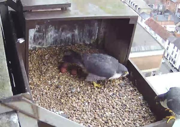 Peregrine falcons