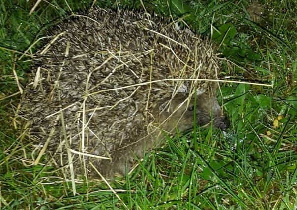 Dracula the hedgehog was released in Stone Cross by East Sussex Wildlfie Rescue and Ambulance Service cQo5u_Bfm3O70ZecnAzQ