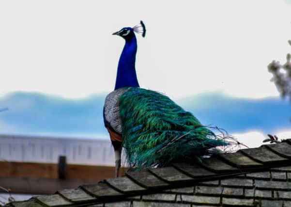 The roaming peacock at Barby Keel's Animal Sanctuary on Sunday. Photo by Rhianna Dawes