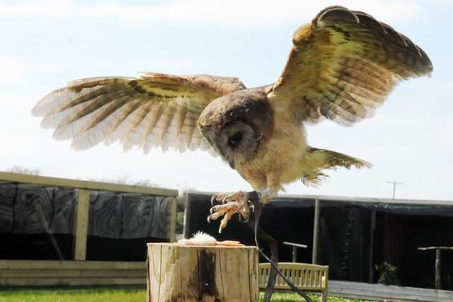 Paddy (Ashdown) in flight Picture: Kate Shemilt