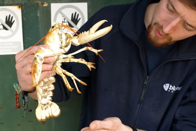 Robert Davidson from Portsmouth Aquarium with Lizzie the lobster