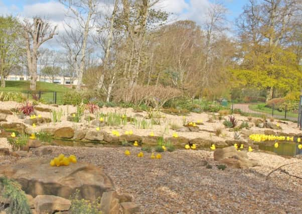 Rubber ducks spotted in Hotham Park. Picture: Neil Cooper