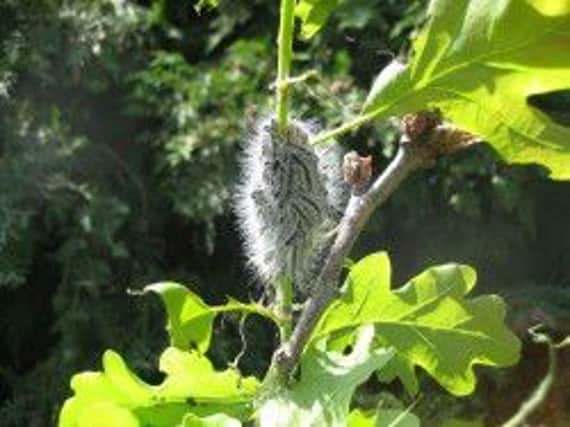 Oak Processionary Caterpillars. Photo courtesy of the Forestry Commission. SUS-160405-093907001