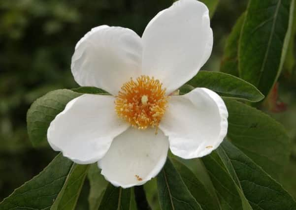 Franklinia alatamaha SUS-161205-173535001