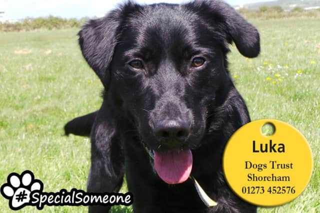 Labrador cross Luka feels most at ease when there is a female around. Picture: Dogs Trust