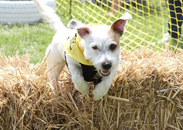 Dogs Trust fun day