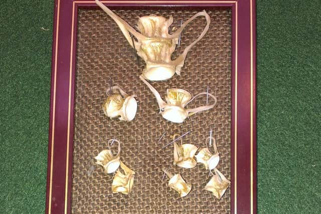 A tea set whittled out of fish bones by a British serviceman while he was a prisoner of war in Germany during the First World War