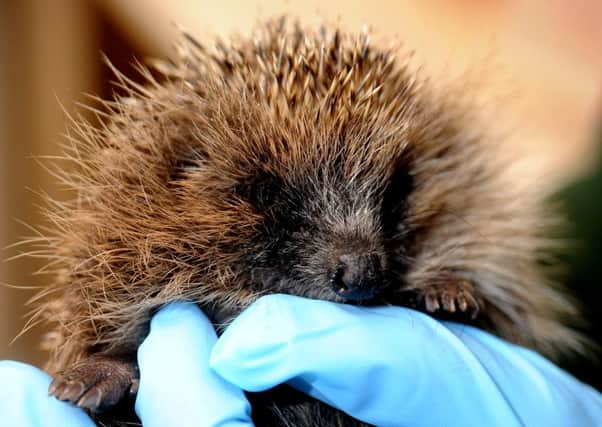 Hedgehogs ditching the countryside