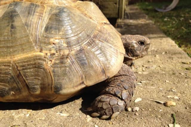 Photo of Clover showing the distinctive scar. Pic: Phoebe Downs