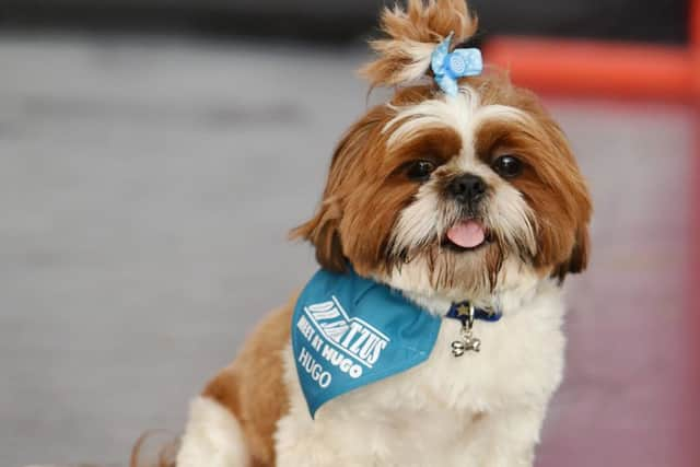 Shihtzu Fun Day at House of Hugo, Shoreham.


Reporter: -
Picture: Liz Pearce 16/07/2016

LP1600165 SUS-160716-204736008