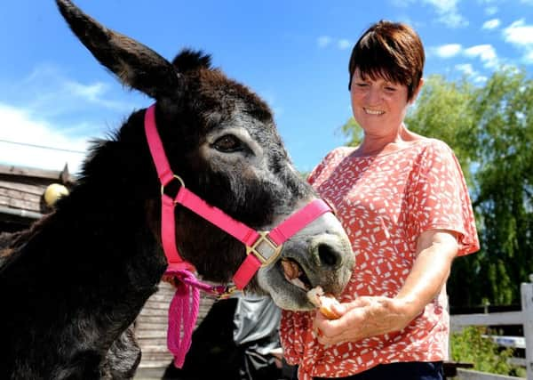 Little donkey Charity enjoys a jam sandwich from helper Janis Palmer. Photo Steve Robards