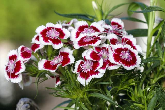 Sweet William