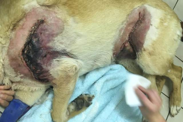 Bodies injuries were the worst the vets had ever seen and required five hours of surgery