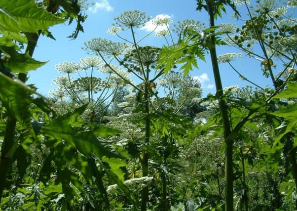 Giant hogweed. Photo: Olaf Booy