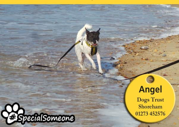 Angel is a sweet terrier cross and enjoys having a fuss