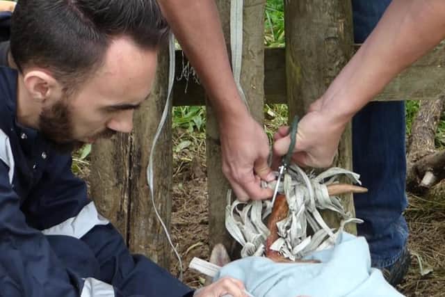 Rescuers trying to free the deer's antlers