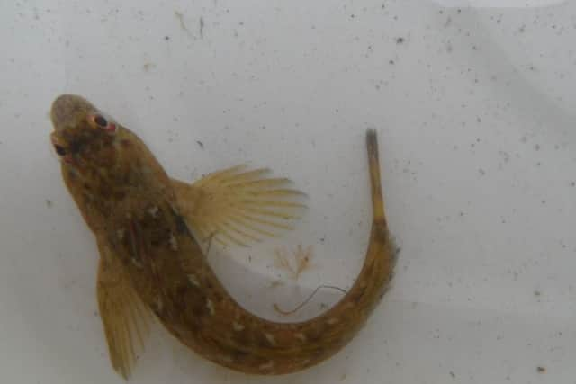 Common Blenny. Picture: Friends of Shoreham Beach