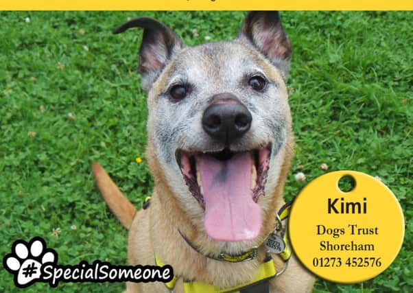 Kimi is a smashing chap and will make a loyal pal