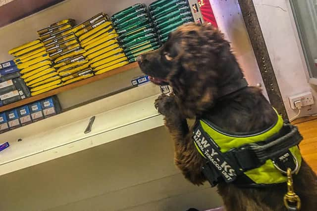 Sniffer dog Yoyo sniffed out illegal tobacco at a shop in Hastings