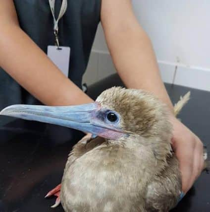 Red-footed booby. Photo courtesy of the East Sussex WRAS. SUS-160509-101603001