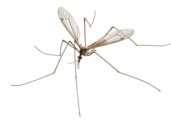 A Crane Fly AKA Daddy Longlegs. Shutterstock