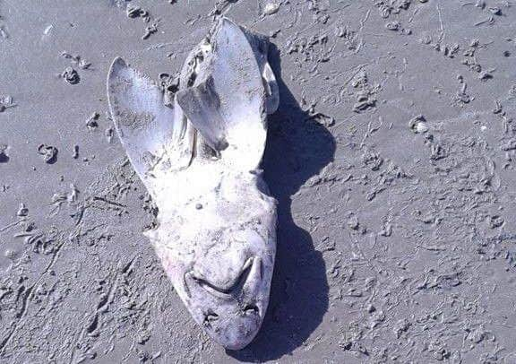 Adiee Luff spotted the 'baby sharks' washed up on Worthing's beach