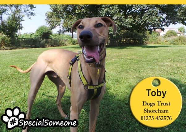 Toby is a one-year-old male lurcher