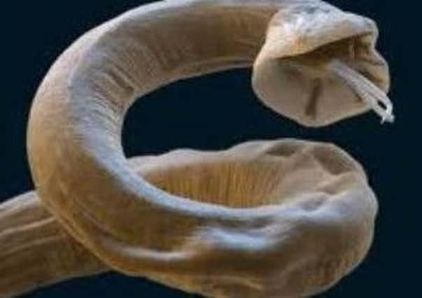 Lungworm