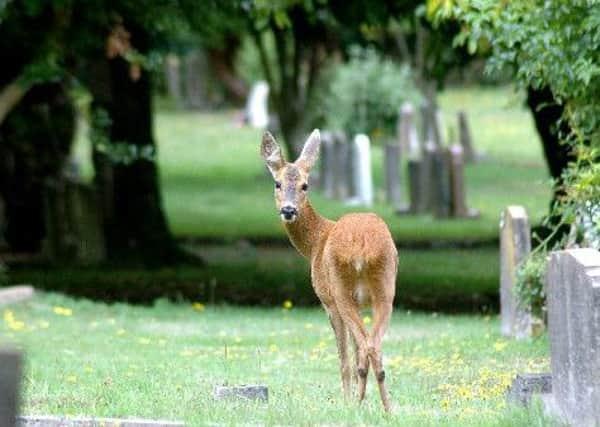 Watch out for deer