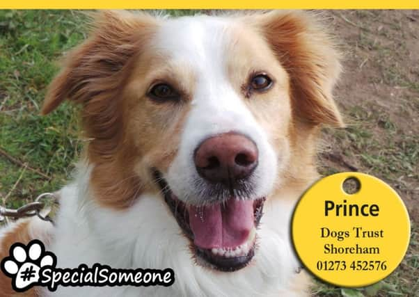 Prince is looking for a quiet home with teens aged 14-plus