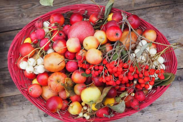 Peter Collett and Paul Barnett put on a huge display of more than 100 different varieties of apples. Picture: V. Trownson