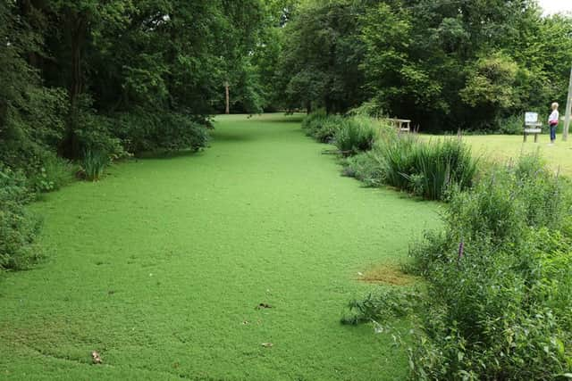 Floating water fern formed a dense carpet on the surface of the Wey & Arun Canal at Tickner's Heath, Dunsfold