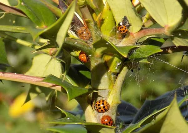 Ladybirds have been seen in large groups. Photo: Alan Edwards SUS-161027-113718001