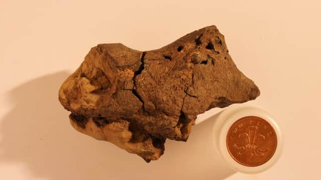 Fossil hunter Jamie Hiscocks found the first example of fossilised brain tissue from a dinosaur