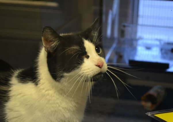 Sussex's loneliest cat Jake