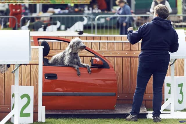 A dog taking part in the Car Window Endurance competition 

Â© Mikael Buck / MORE TH>N