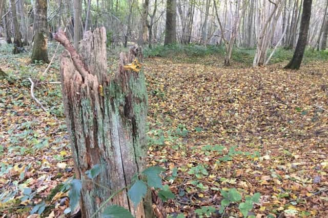 A splintered tree at Mametz