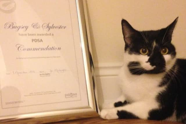 Top cat lifesavers get PDSA award