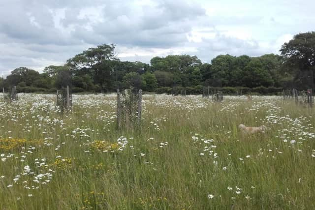 The orchard, set up by environmental group Greening Westbourne